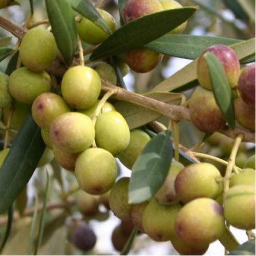 Arbequina Extra Virgin Olive Oil - Northern Hemisphere (Spain) ***JUST ARRIVED***